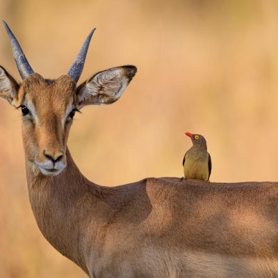 Featured Image For Safari Live! Team Building Event